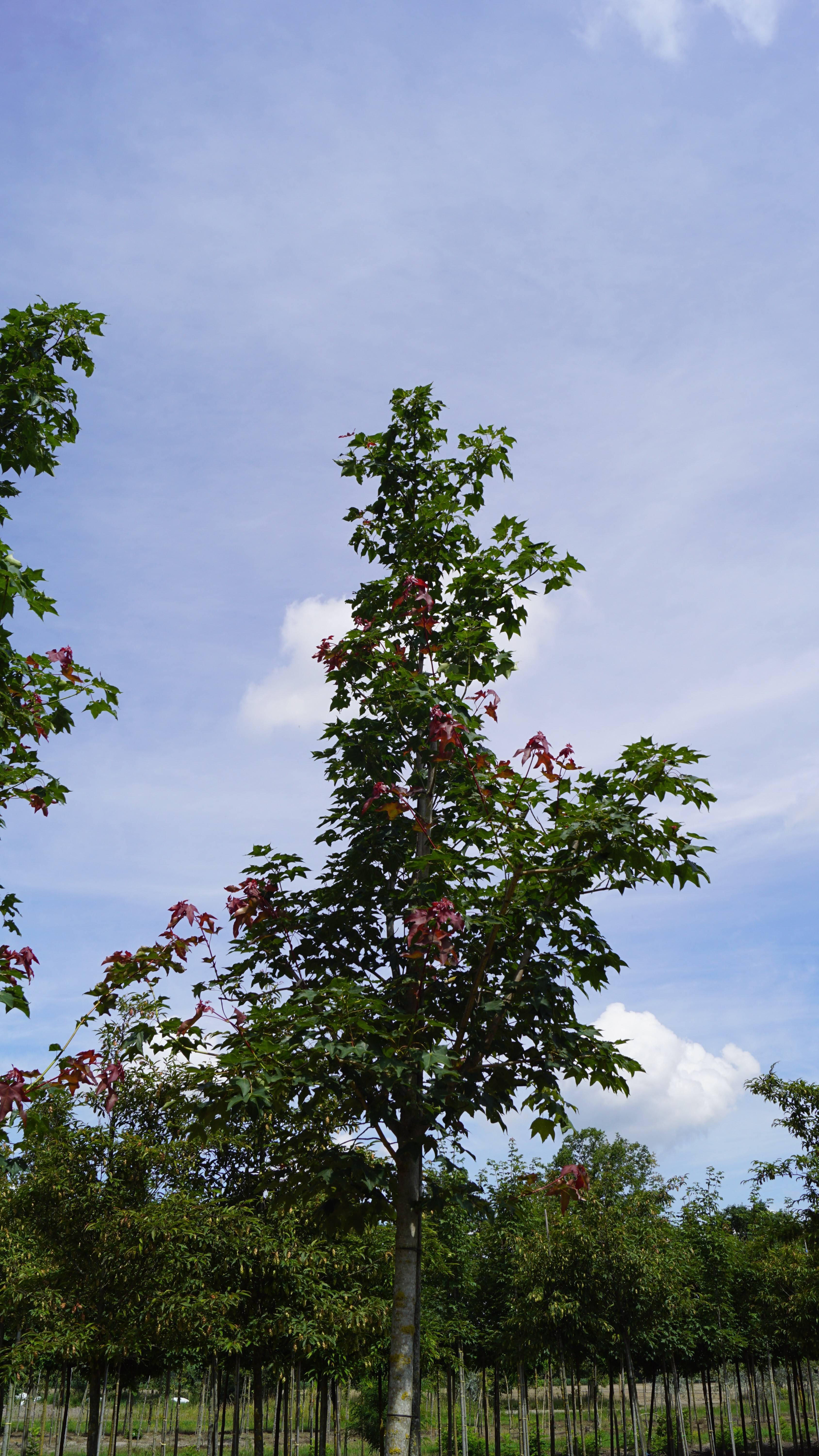 Acer cappadocicum 'Rubrum' (3)
